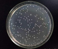 HPaSteC（HPSC）人胰腺星狀細(xì)胞zlzt生物