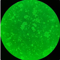 大鼠膠質(zhì)瘤細(xì)胞F98質(zhì)粒載體網(wǎng)