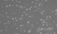 BNL 1ME A.7R.1小鼠肝上皮細(xì)胞zlzt生物