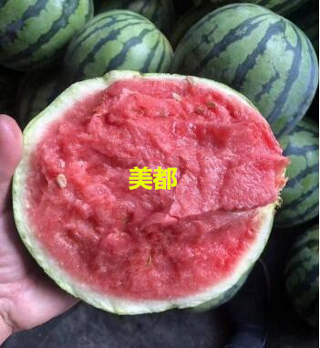 定西賣(mài)嫁接西瓜苗廠(chǎng)家,蘭州抗病強(qiáng)西瓜秧苗